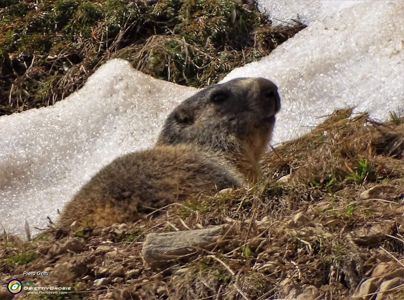 44 La prima marmotta, stufa di stare in sentinella, osserva stando comodamente a terra.JPG